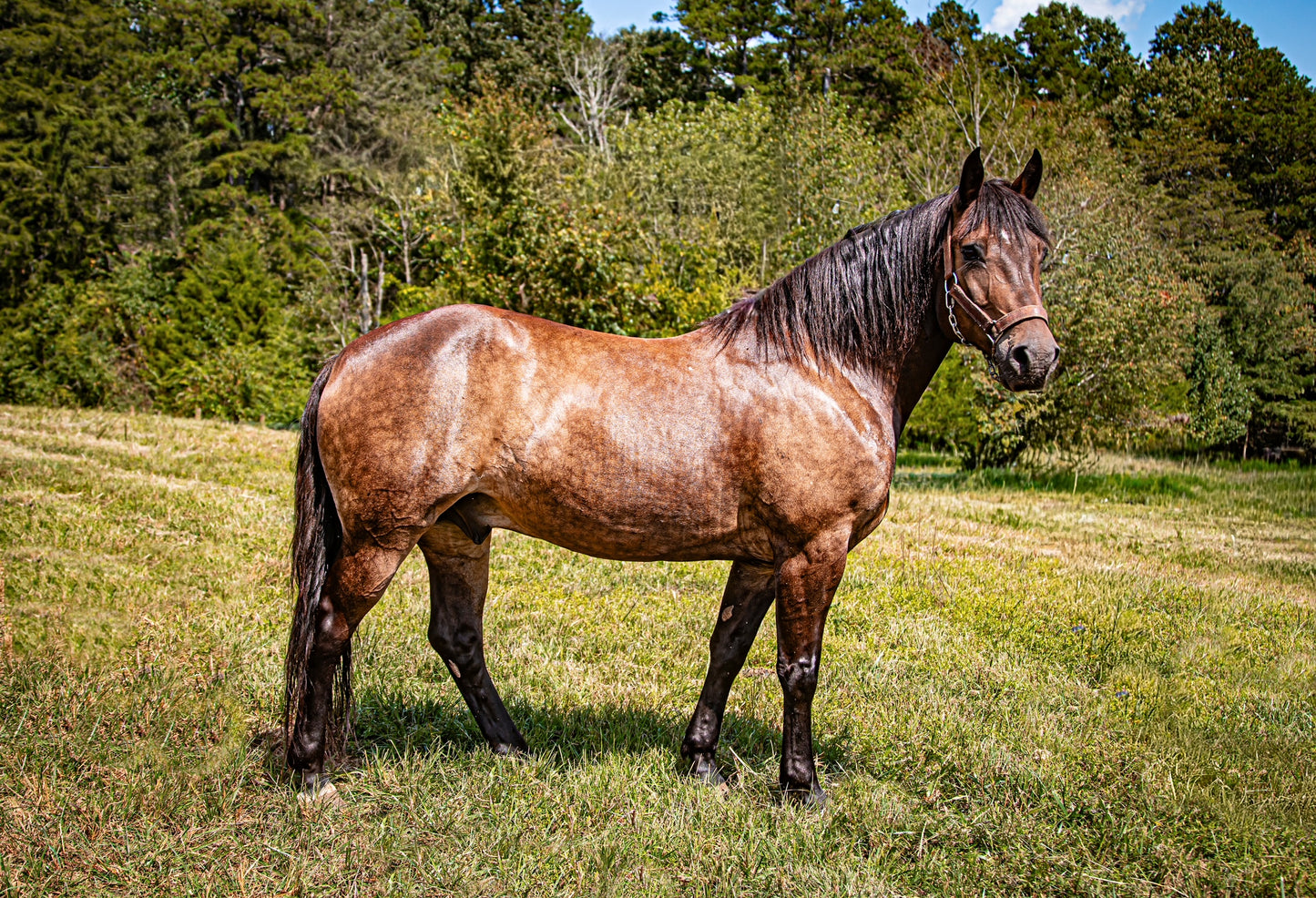 Adopt Brisket