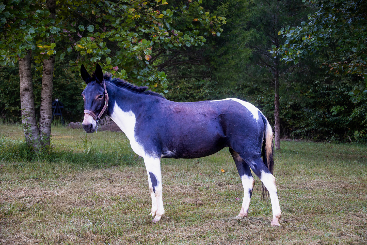 Adopt Lash
