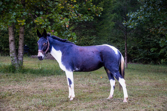 Adopt Lash